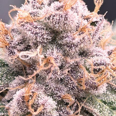 Lemon Cherry Gelato growlog timeline photo