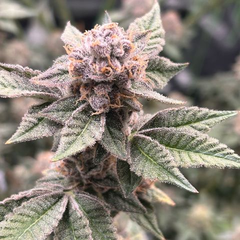 Lemon Cherry Gelato growlog timeline photo