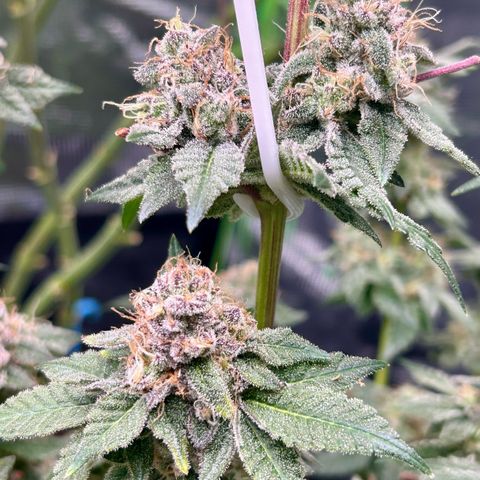 Lemon Cherry Gelato growlog timeline photo