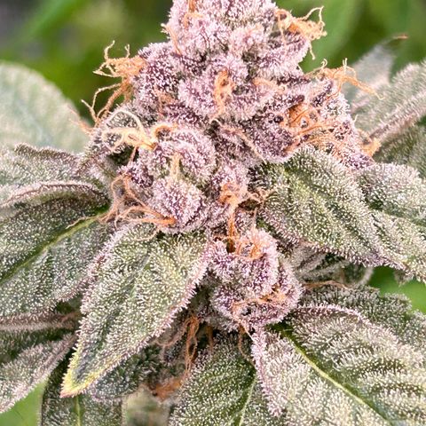 Lemon Cherry Gelato growlog timeline photo