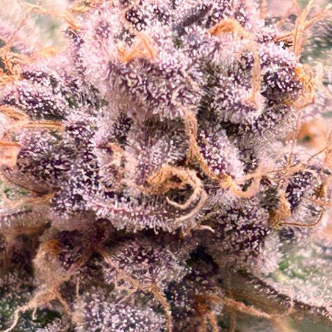 Lemon Cherry Gelato growlog timeline photo