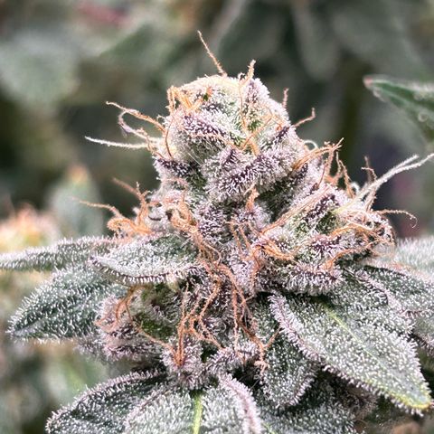 Lemon Cherry Gelato growlog timeline photo