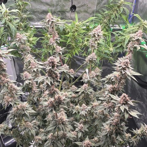 Lemon Cherry Gelato growlog timeline photo