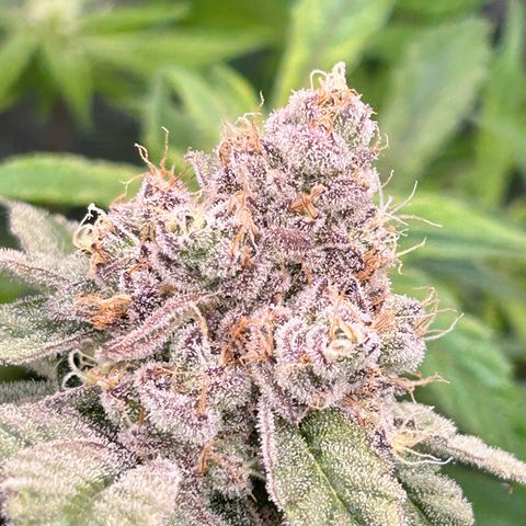 Lemon Cherry Gelato growlog timeline photo