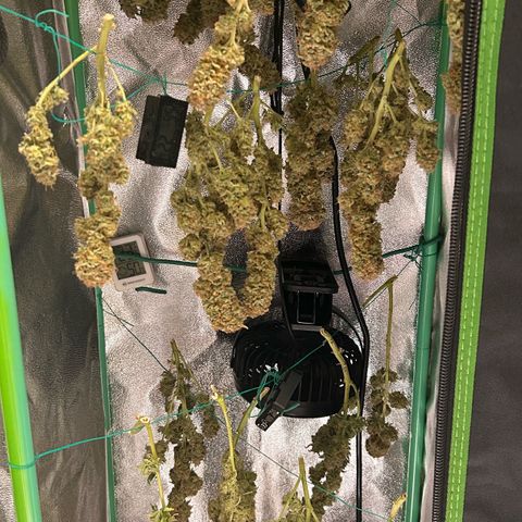 Blueberry OG growlog timeline photo