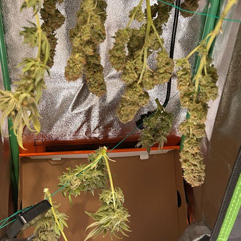 Blueberry OG growlog timeline photo