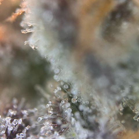 Lemon Cherry Gelato growlog timeline photo