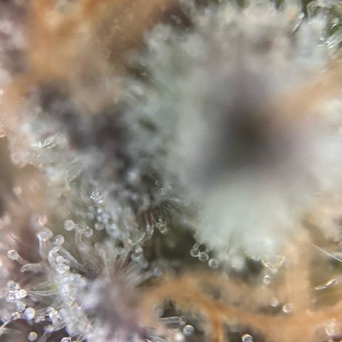 Lemon Cherry Gelato growlog timeline photo