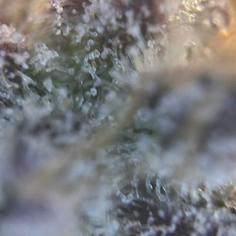 Lemon Cherry Gelato growlog timeline photo