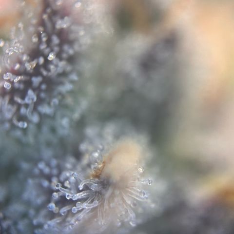 Lemon Cherry Gelato growlog timeline photo