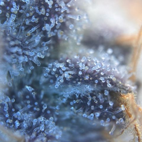Lemon Cherry Gelato growlog timeline photo