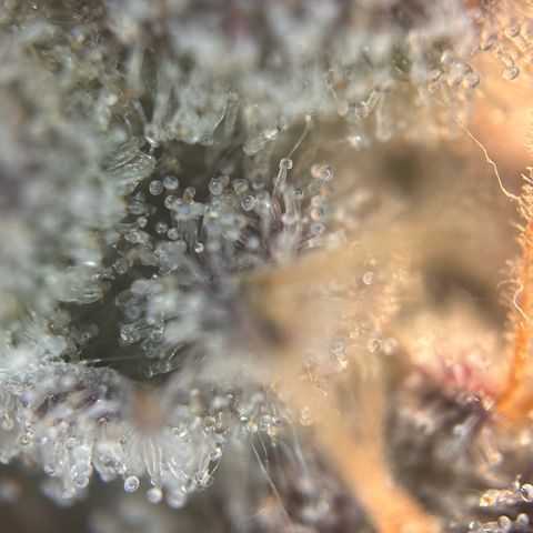Lemon Cherry Gelato growlog timeline photo
