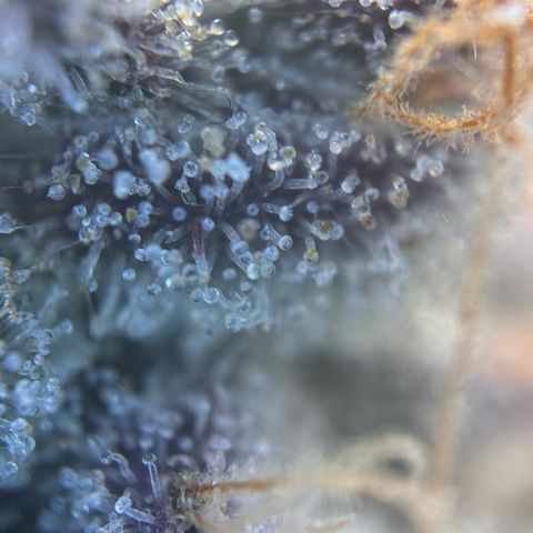 Lemon Cherry Gelato growlog timeline photo