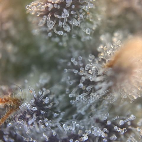 Lemon Cherry Gelato growlog timeline photo
