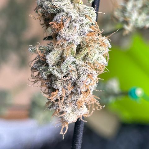 Lemon Cherry Gelato growlog timeline photo
