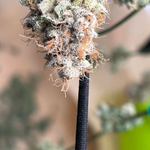 Lemon Cherry Gelato growlog timeline photo