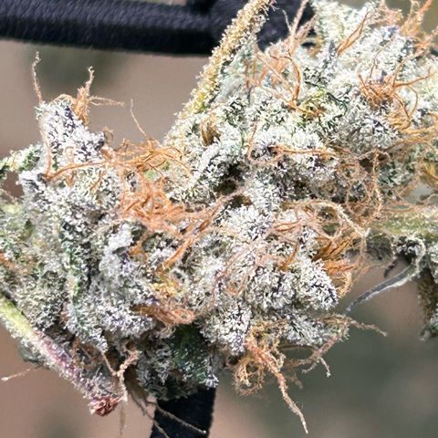 Lemon Cherry Gelato growlog timeline photo