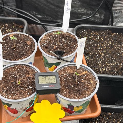 Blueberry OG growlog photo: Tag 1