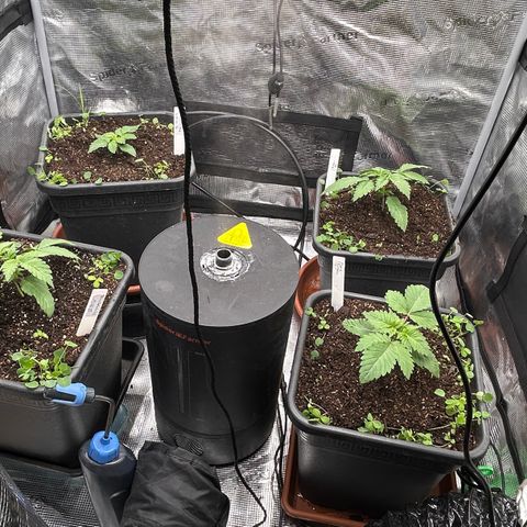 Blueberry OG growlog timeline photo