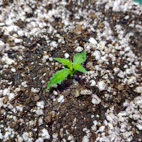 Berry (Blueberry Auto - SSBR) growlog timeline photo