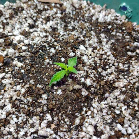 Berry (Blueberry Auto - SSBR) growlog timeline photo