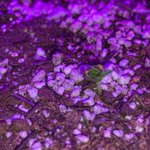 Berry (Blueberry Auto - SSBR) growlog timeline photo