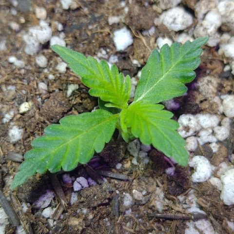 Berry (Blueberry Auto - SSBR) growlog timeline photo