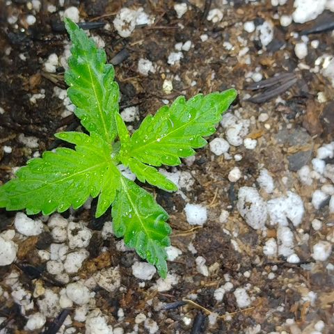 Berry (Blueberry Auto - SSBR) growlog timeline photo