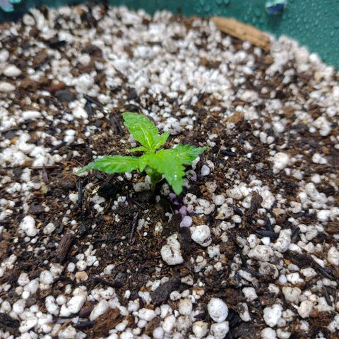 Berry (Blueberry Auto - SSBR) growlog timeline photo
