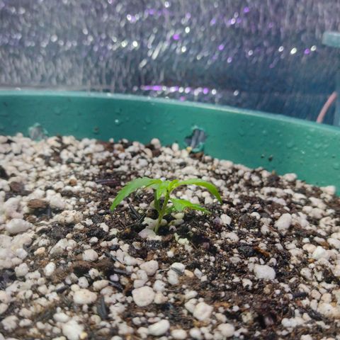 Berry (Blueberry Auto - SSBR) growlog timeline photo