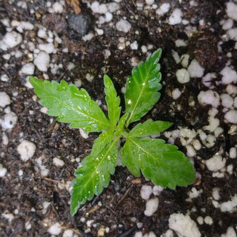 Berry (Blueberry Auto - SSBR) growlog timeline photo