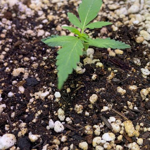 Berry (Blueberry Auto - SSBR) growlog timeline photo