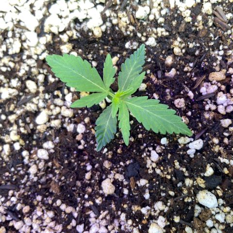 Berry (Blueberry Auto - SSBR) growlog timeline photo