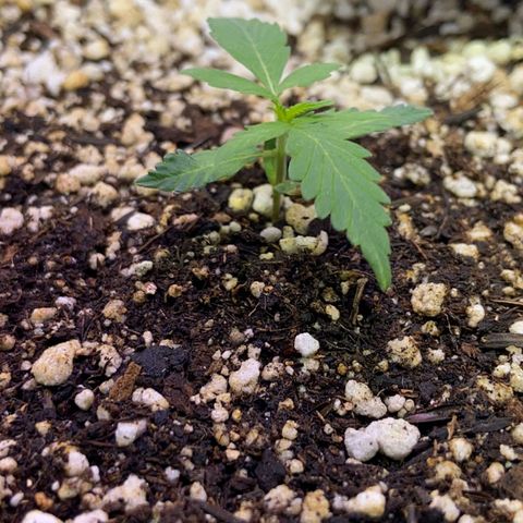 Berry (Blueberry Auto - SSBR) growlog timeline photo
