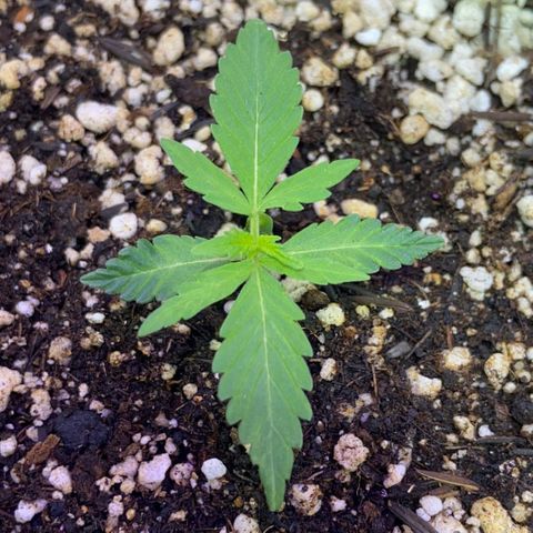 Berry (Blueberry Auto - SSBR) growlog timeline photo