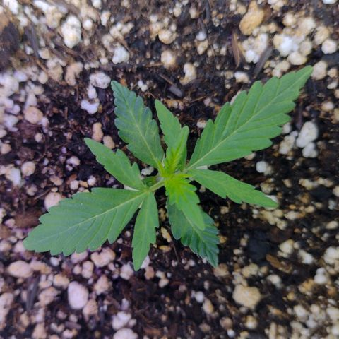 Berry (Blueberry Auto - SSBR) growlog timeline photo