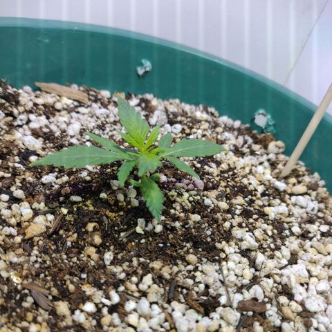 Berry (Blueberry Auto - SSBR) growlog timeline photo
