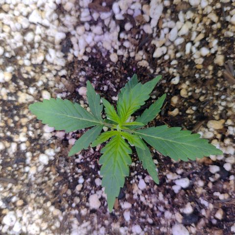 Berry (Blueberry Auto - SSBR) growlog timeline photo