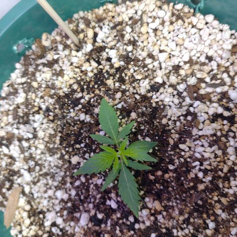 Berry (Blueberry Auto - SSBR) growlog timeline photo