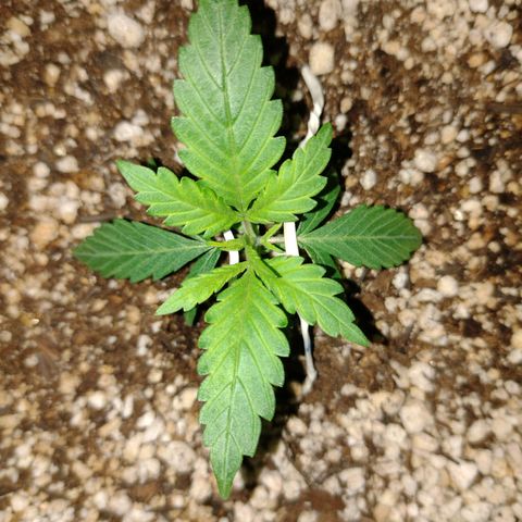 Berry (Blueberry Auto - SSBR) growlog photo: Ta