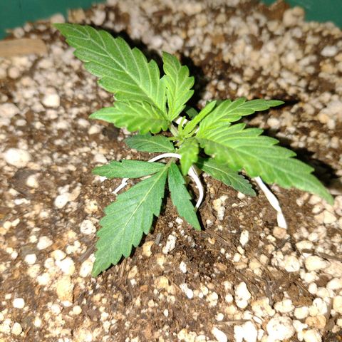 Berry (Blueberry Auto - SSBR) growlog photo: Ta