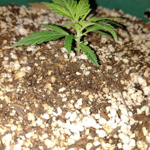 Berry (Blueberry Auto - SSBR) growlog photo: Ta