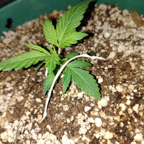 Berry (Blueberry Auto - SSBR) growlog photo: Ta