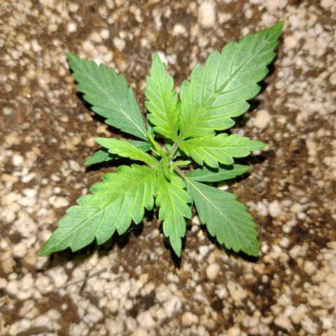 Berry (Blueberry Auto - SSBR) growlog photo: Ta