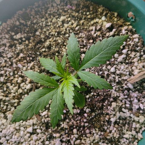 Berry (Blueberry Auto - SSBR) growlog timeline photo