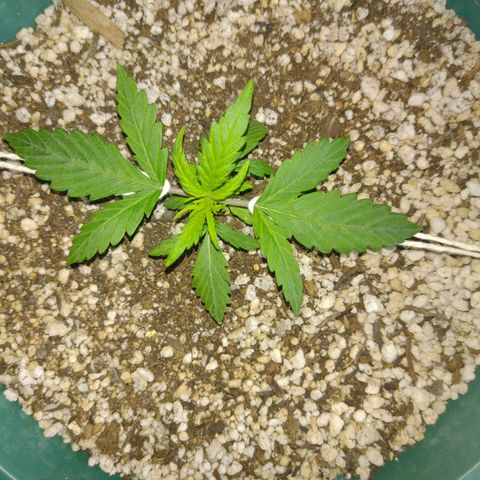 Berry (Blueberry Auto - SSBR) growlog timeline photo