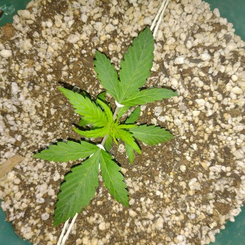 Berry (Blueberry Auto - SSBR) growlog timeline photo