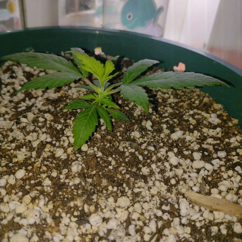 Berry (Blueberry Auto - SSBR) growlog timeline photo