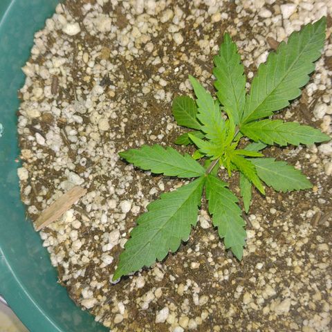 Berry (Blueberry Auto - SSBR) growlog timeline photo