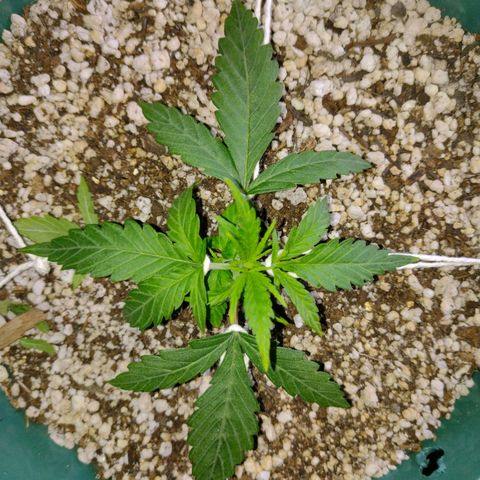 Berry (Blueberry Auto - SSBR) growlog timeline photo